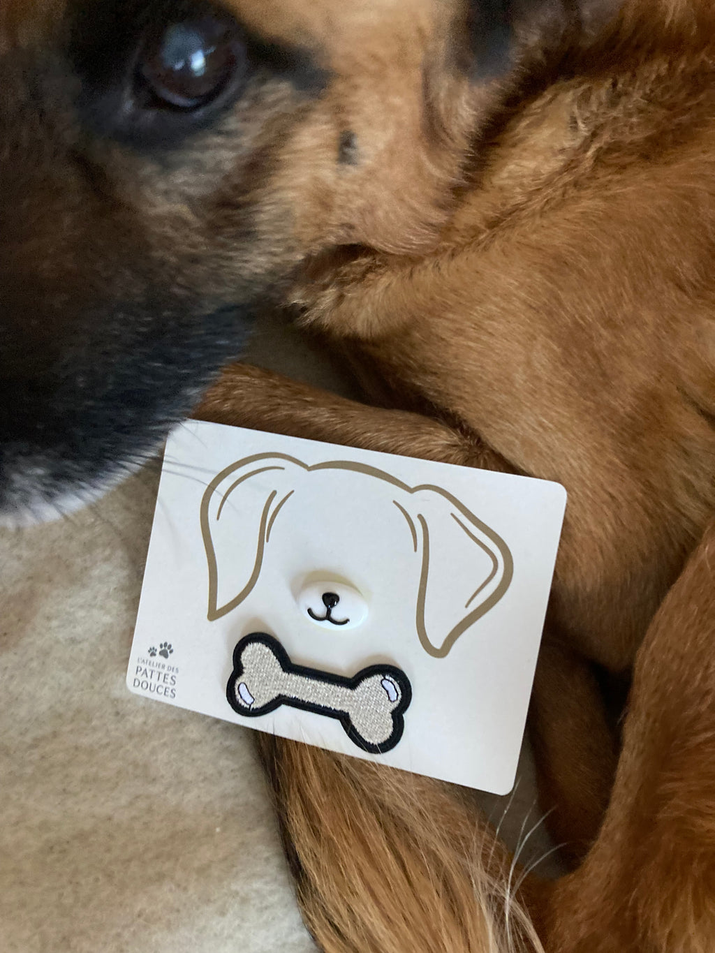 Carte spéciale canine