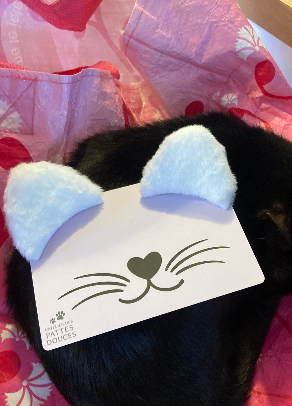 Carte spéciale féline