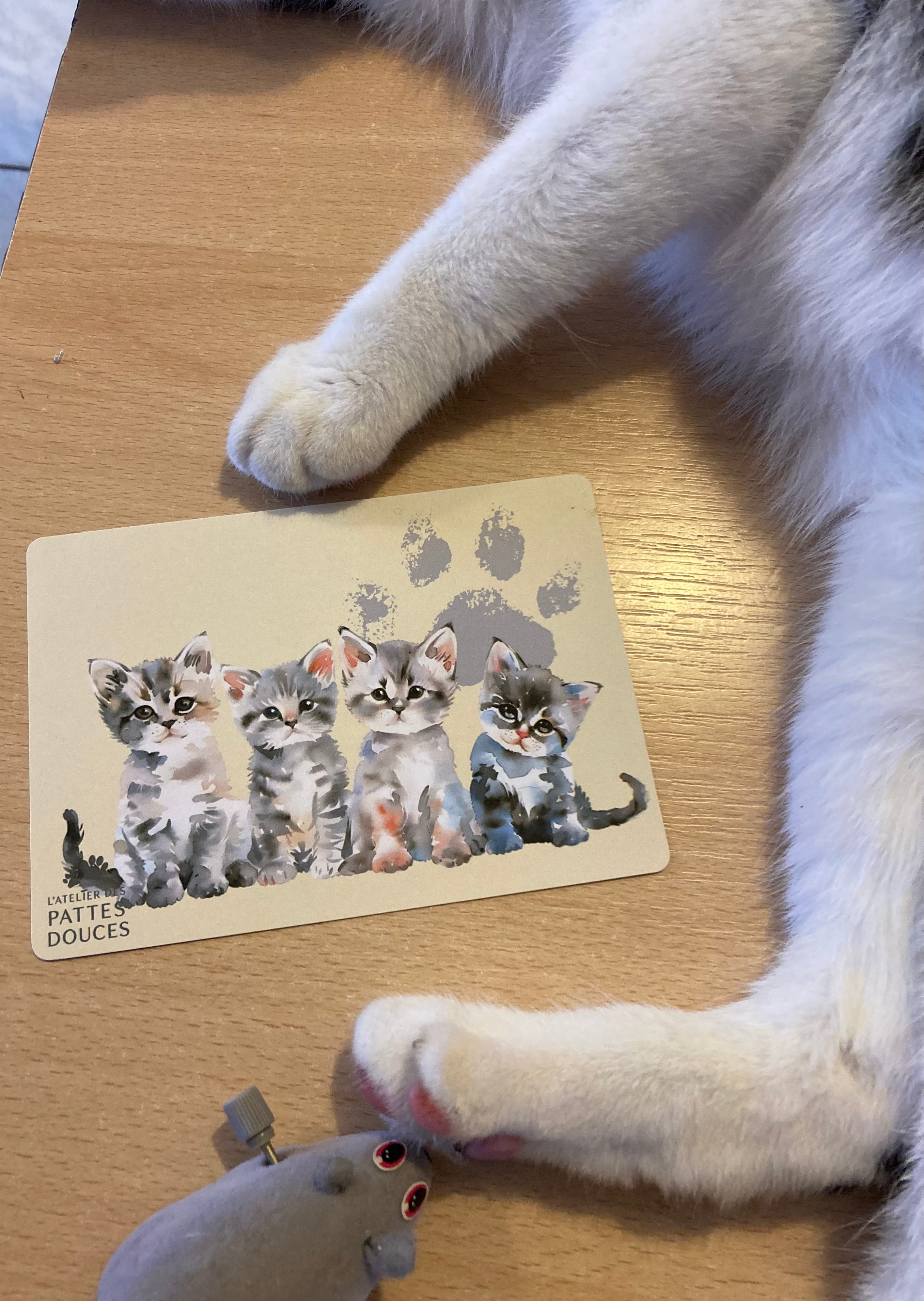 Carte parfumée féline