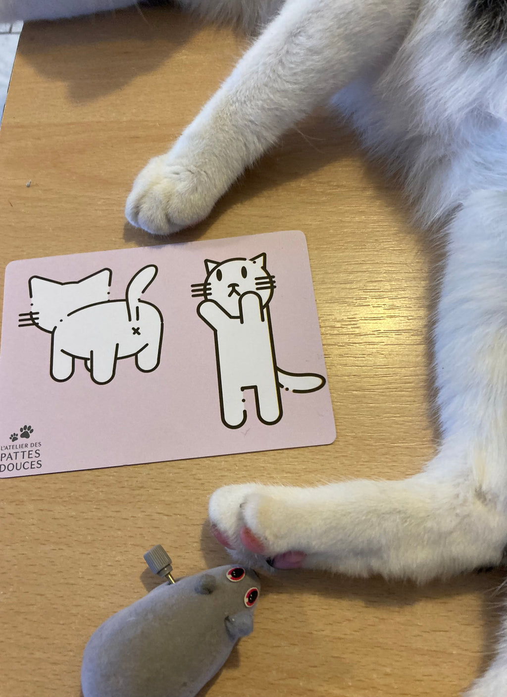 Carte parfumée féline