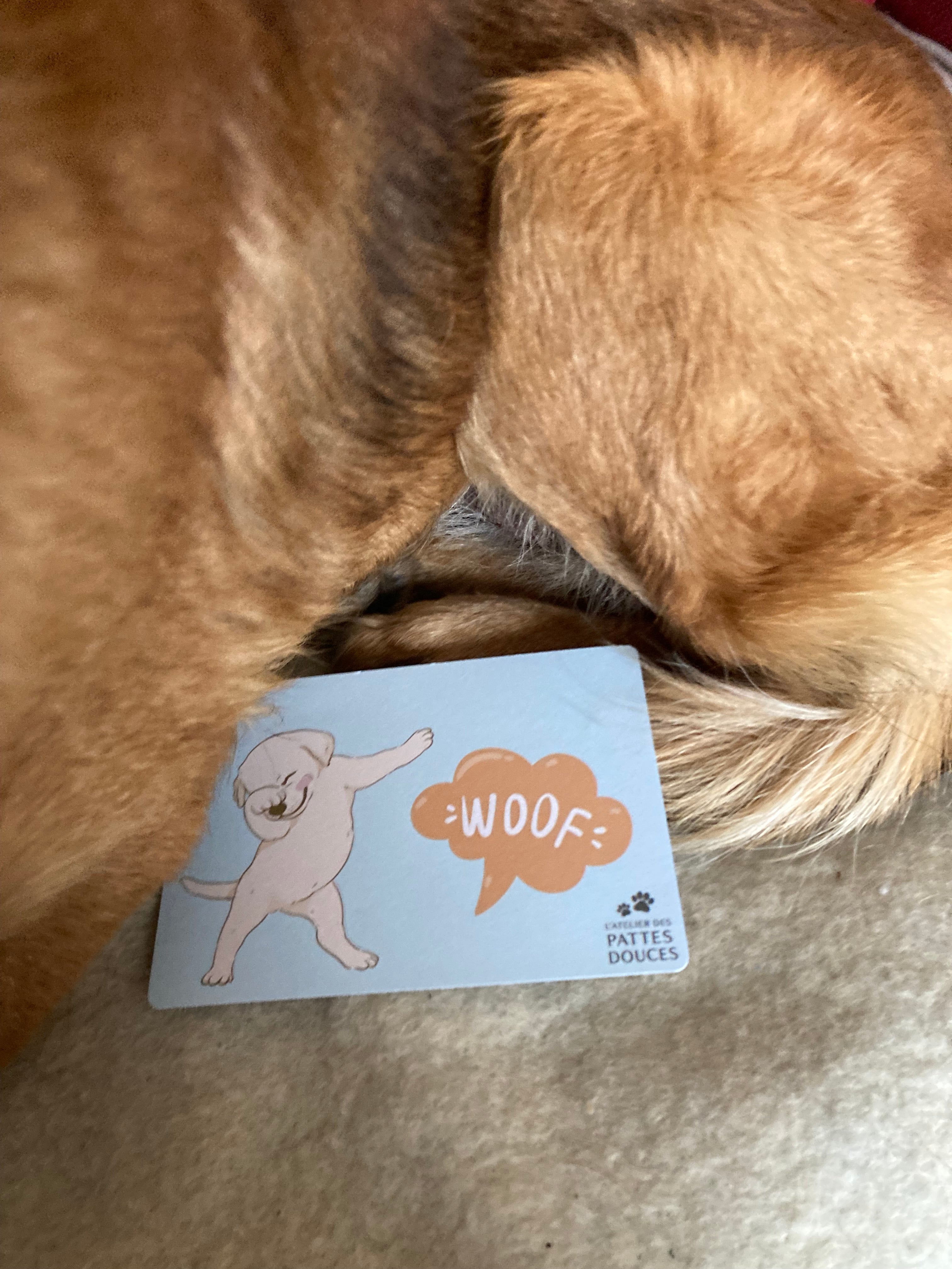 Carte parfumée canine